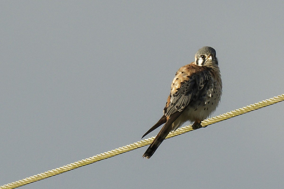 American Kestrel - ML616278351