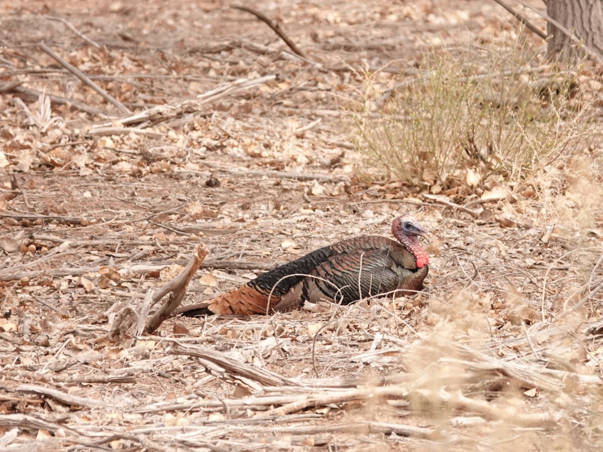 Wild Turkey - Mike Woodall