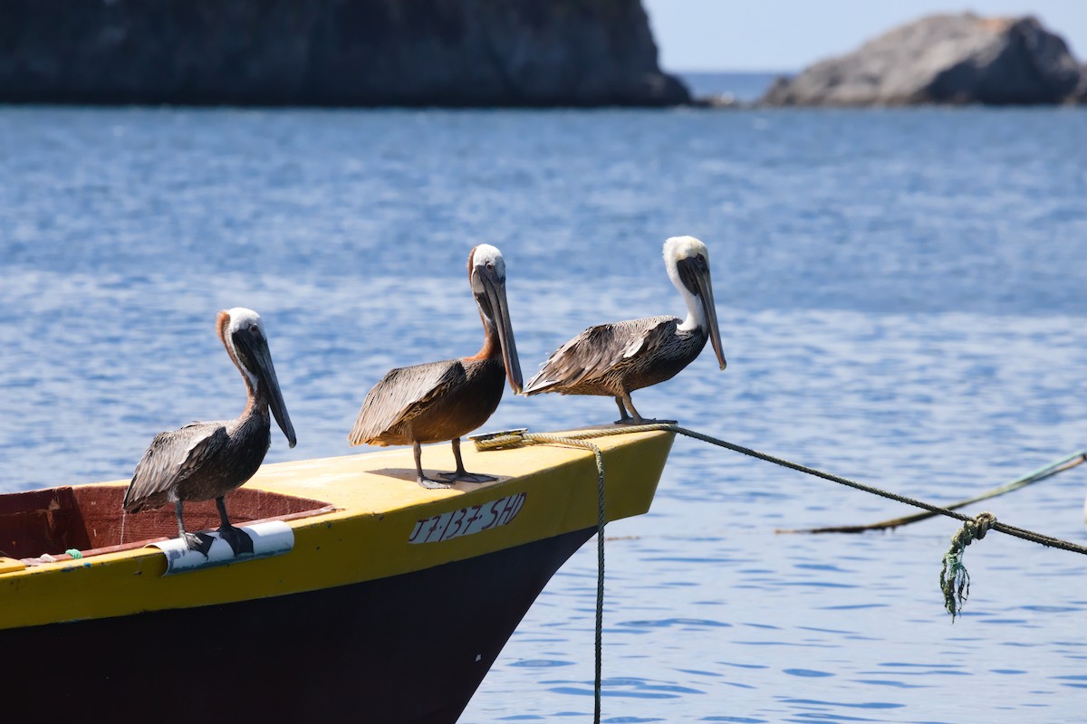 Brown Pelican - ML616278415