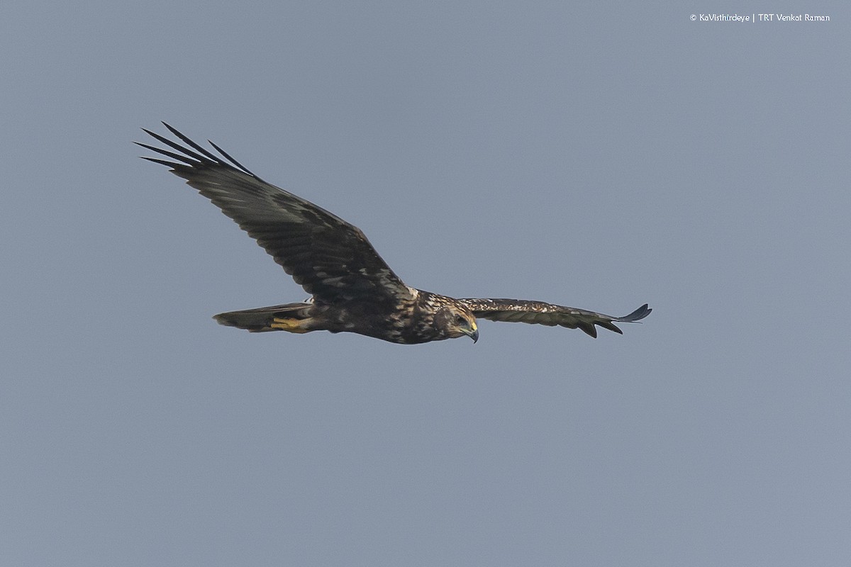 Eastern Marsh Harrier - ML616278436