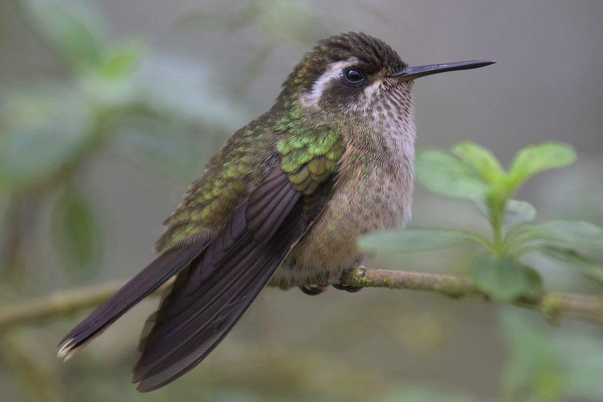 Speckled Hummingbird - ML616278445