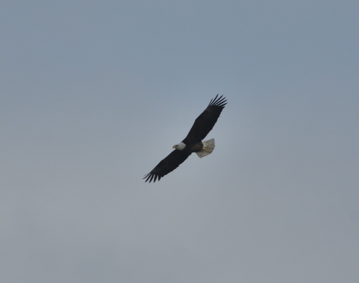 Weißkopf-Seeadler - ML616278455