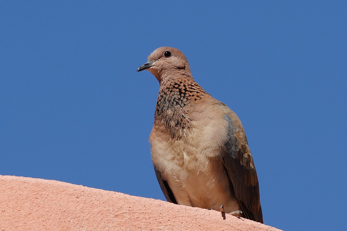 Laughing Dove - ML616278465