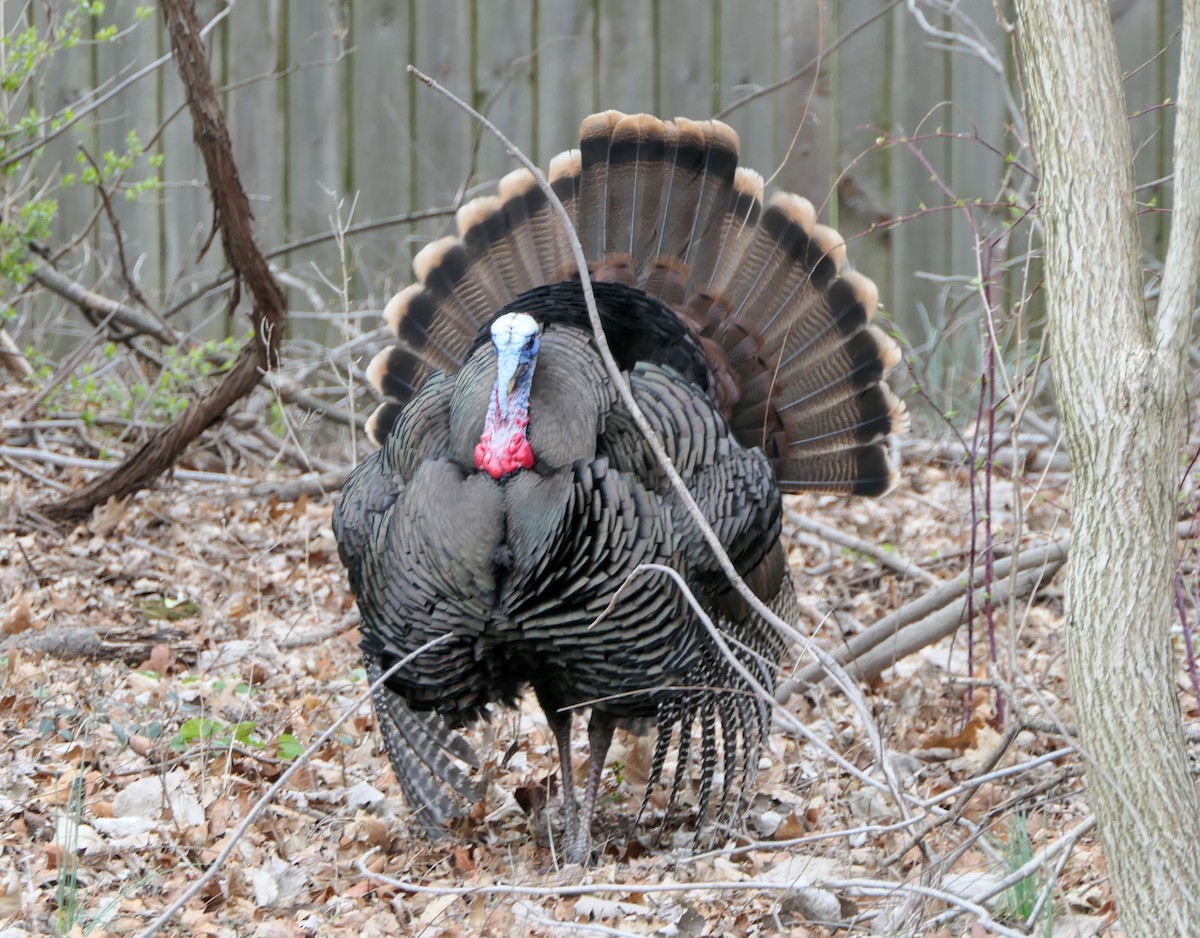 Wild Turkey - ML616278468