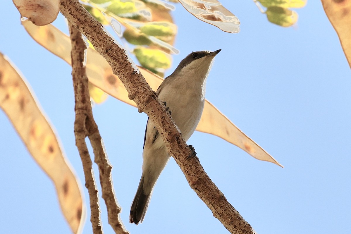 Lesser Whitethroat - ML616278481