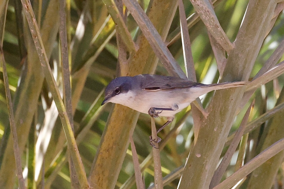 Lesser Whitethroat - ML616278482