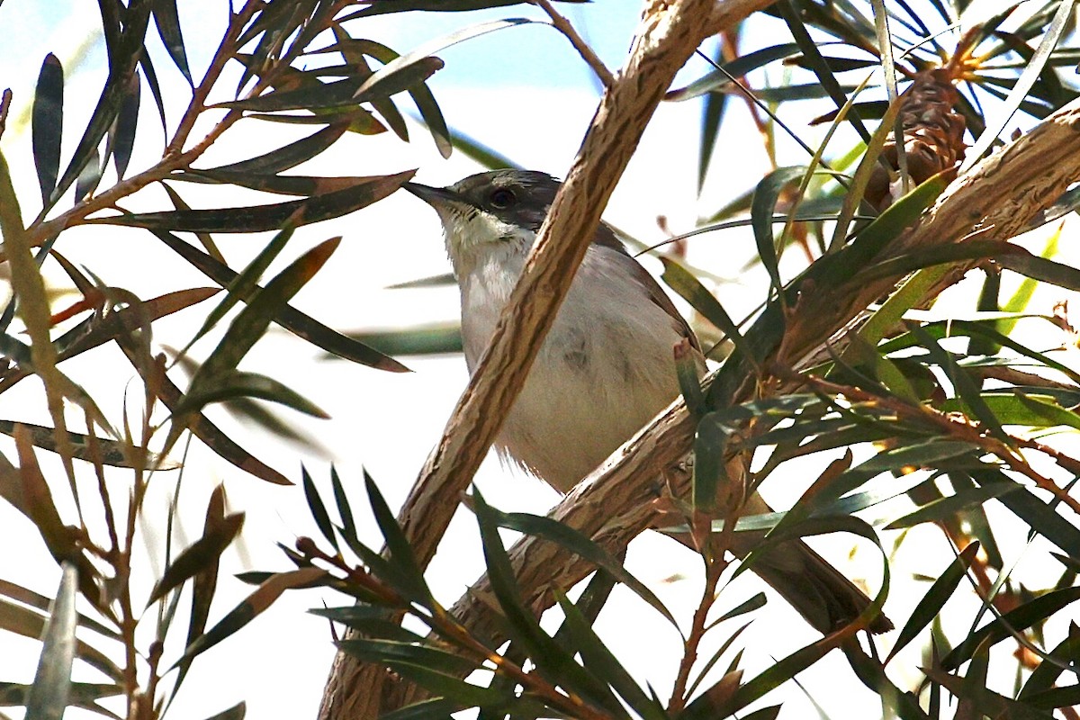 Lesser Whitethroat - ML616278483