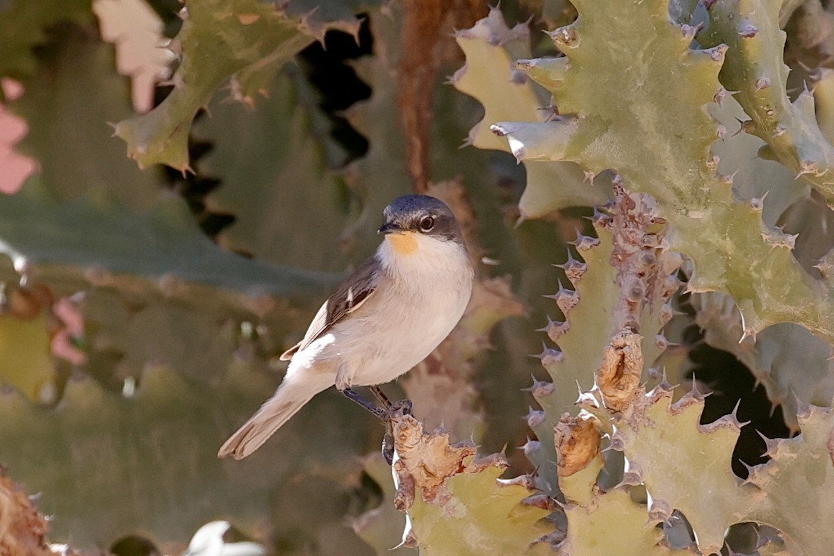 Lesser Whitethroat - ML616278484