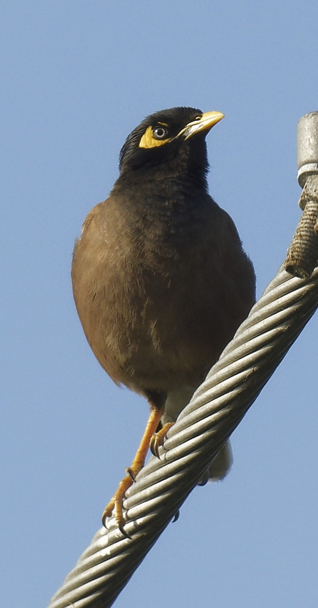 Common Myna - ML616278490