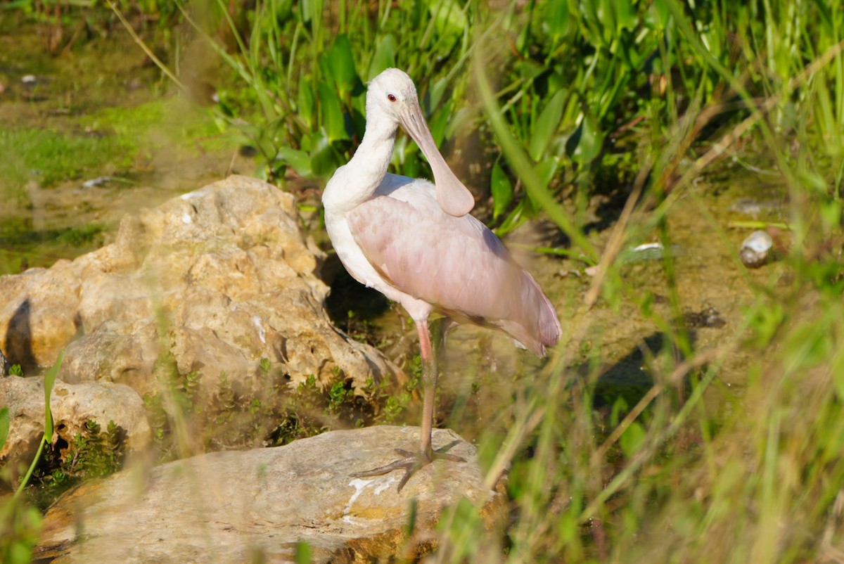 Roseate Spoonbill - ML616278504