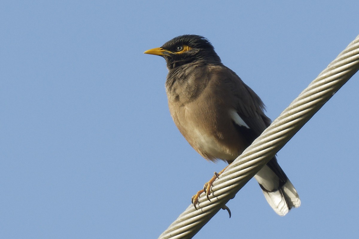 Common Myna - ML616278513