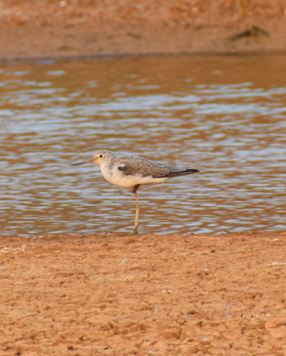 Common Greenshank - ML616278528