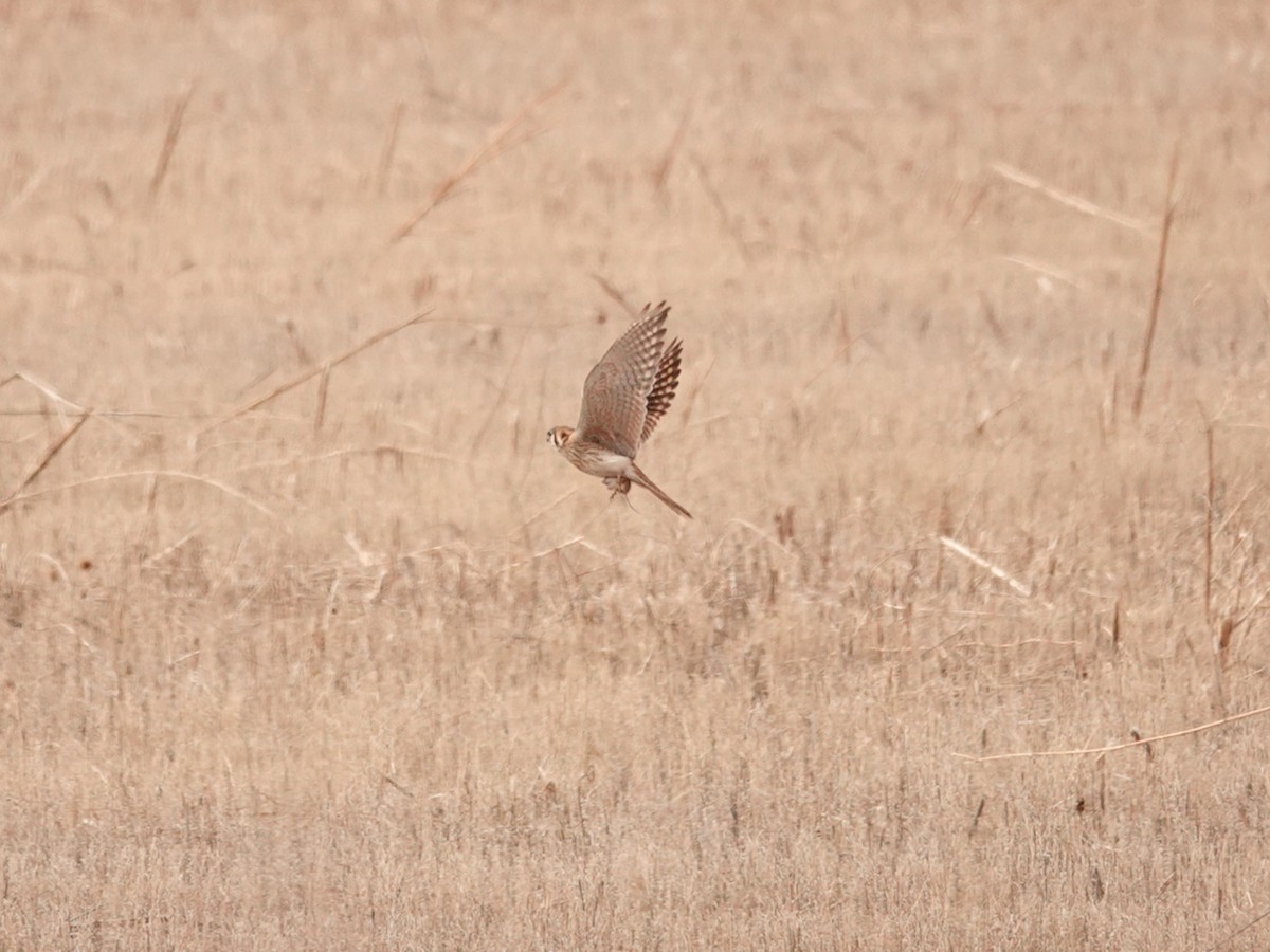 American Kestrel - ML616278543