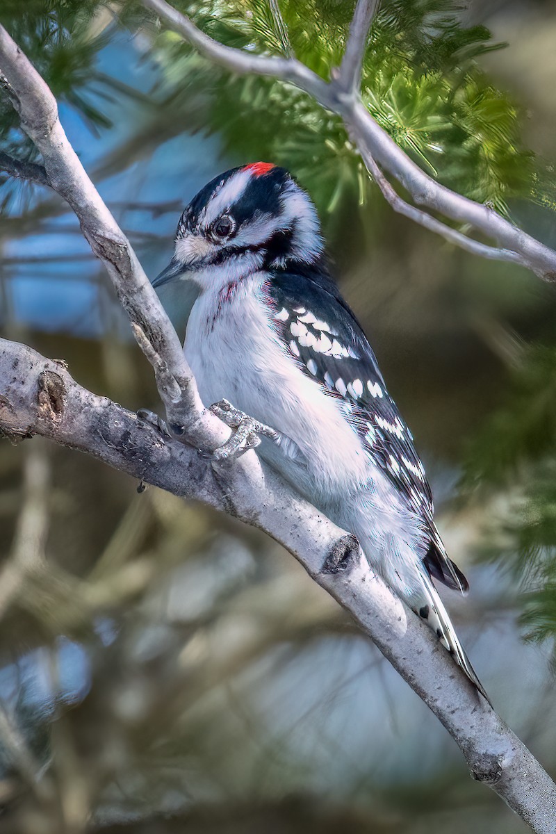Downy Woodpecker - André Beauchesne