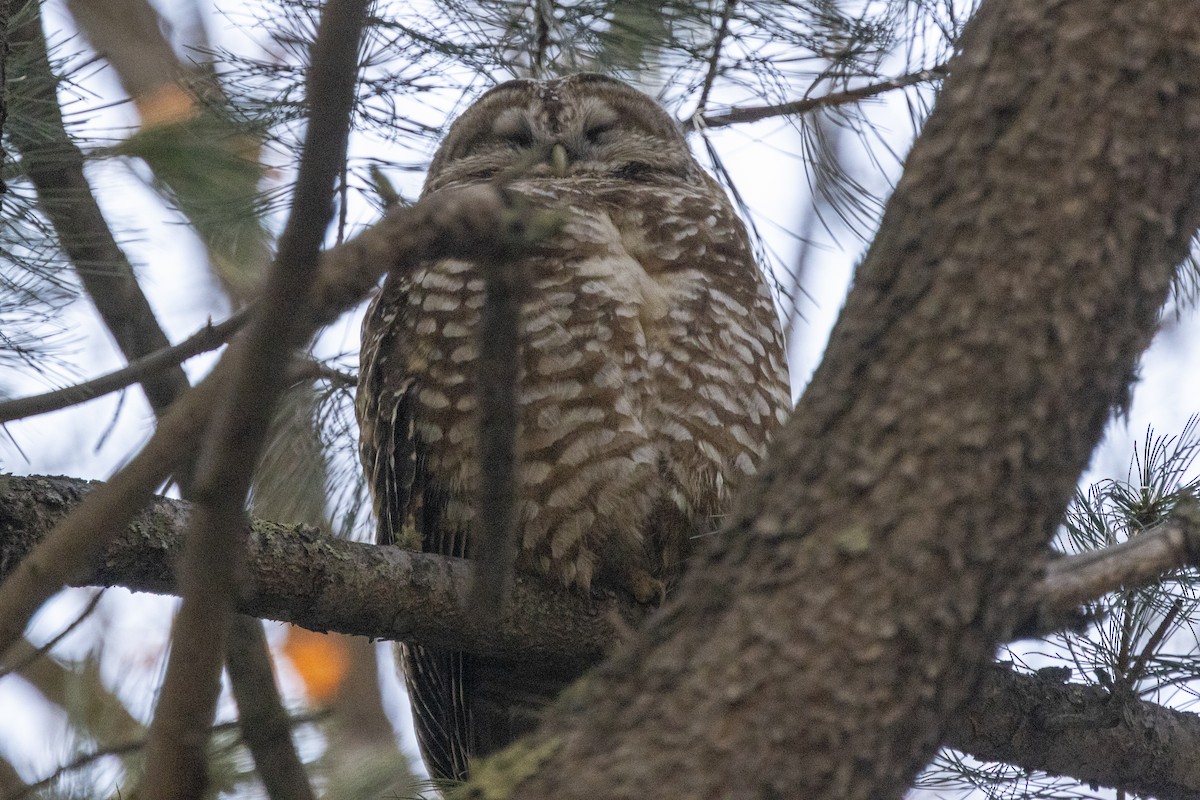 Spotted Owl - Richard Latuchie