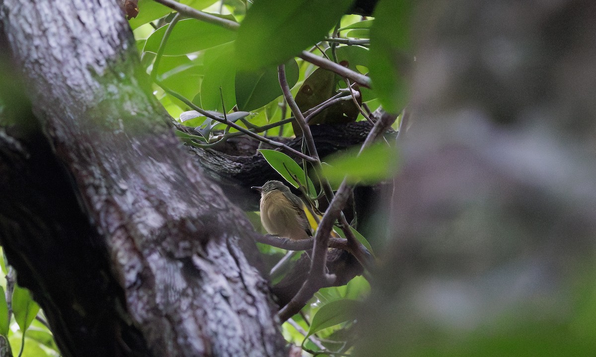 McConnell's Flycatcher - Steve Kelling