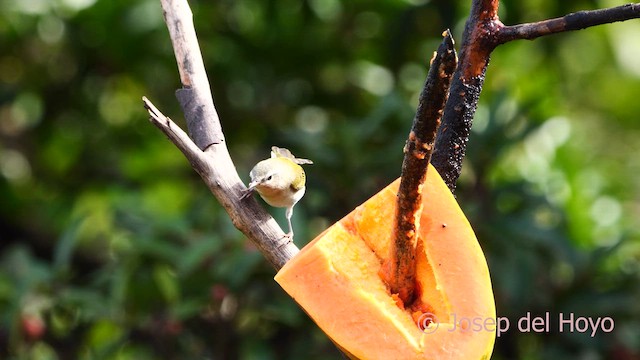 Tennessee Warbler - ML616278669