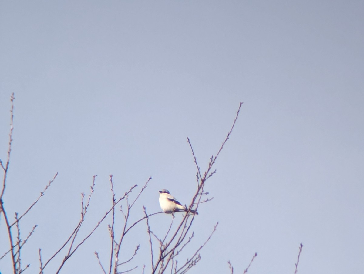 Northern Shrike - ML616278675