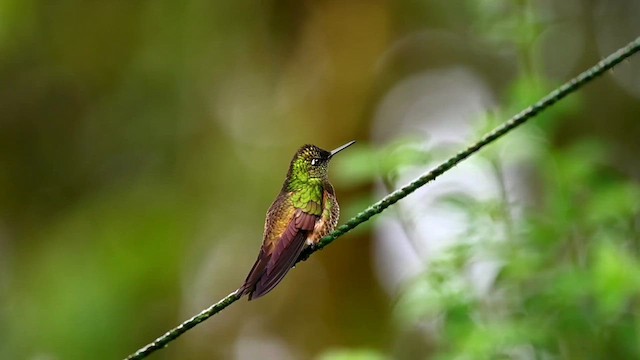 Colibrí Colihabano - ML616278719