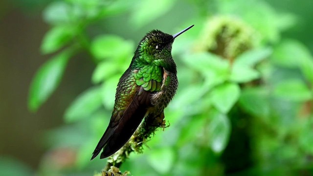 Buff-tailed Coronet - ML616278774