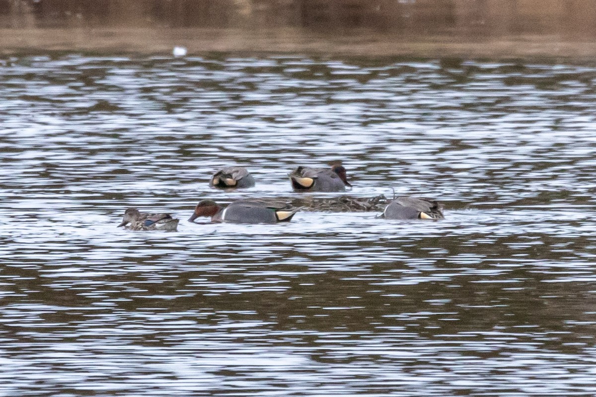 Green-winged Teal - ML616278778