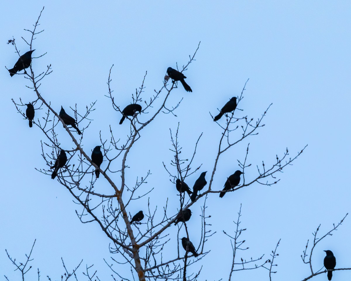 Common Grackle - ML616278812