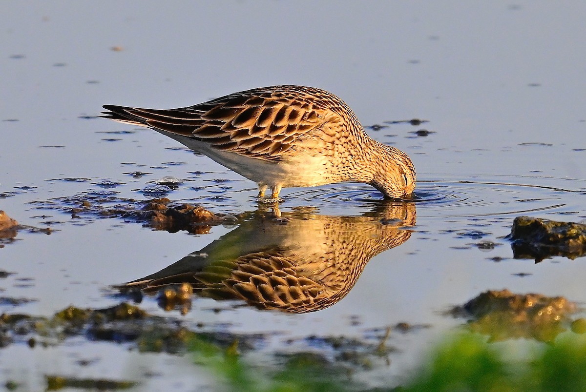 Pectoral Sandpiper - ML616278839