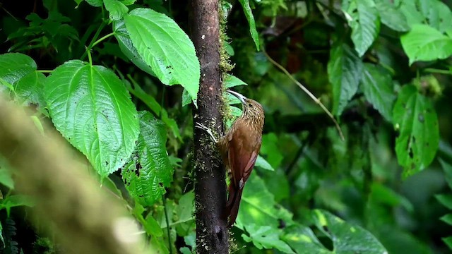 Strong-billed Woodcreeper - ML616278867