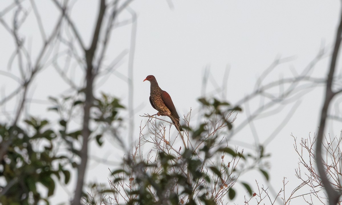 Scaled Pigeon - ML616278879