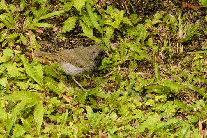 Black-faced Grassquit - Laurent Chevallier