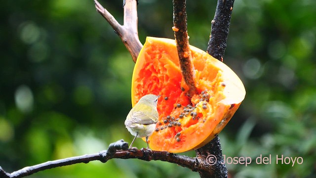 Tennessee Warbler - ML616278887