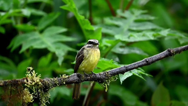 Golden-bellied Flycatcher - ML616278901