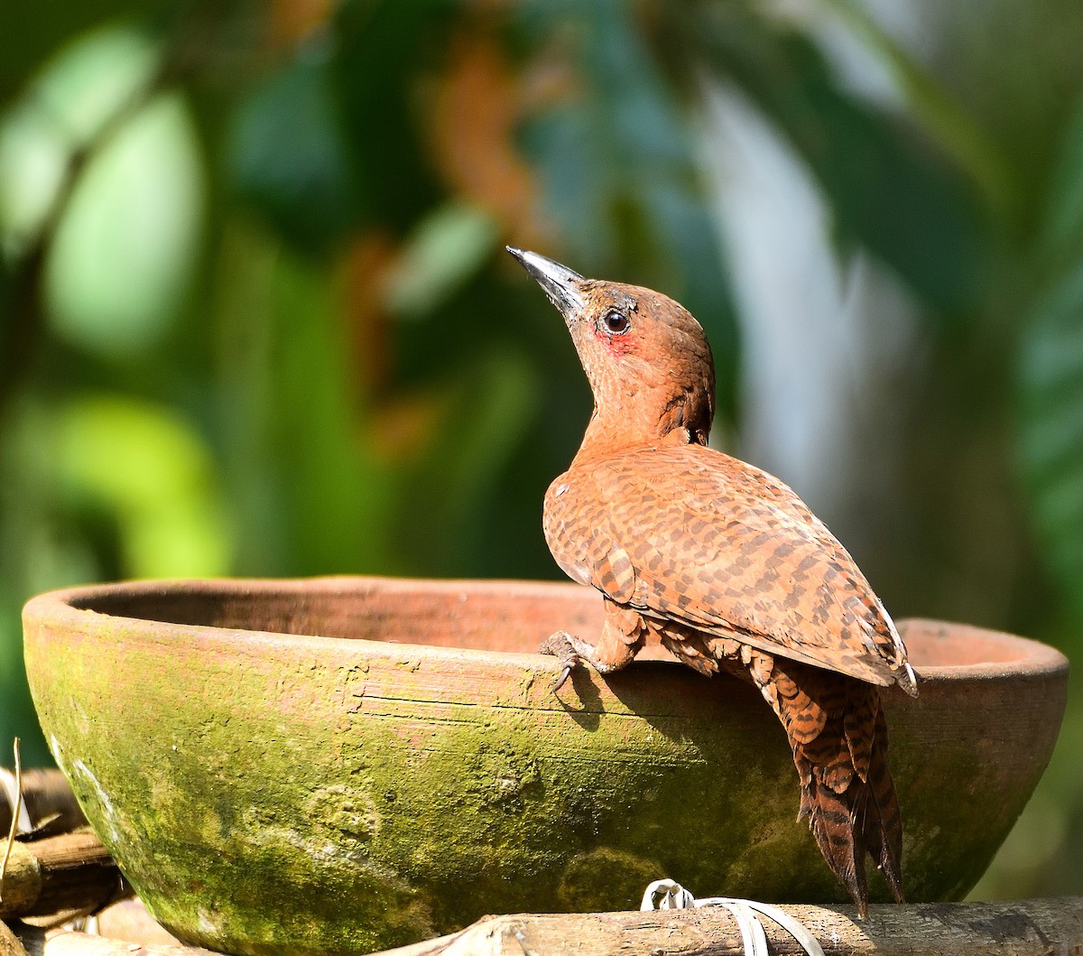 Rufous Woodpecker - Kiron Vijay