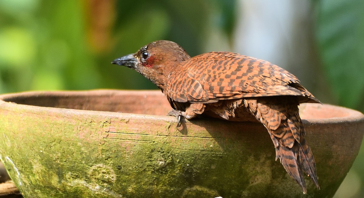 Rufous Woodpecker - Kiron Vijay