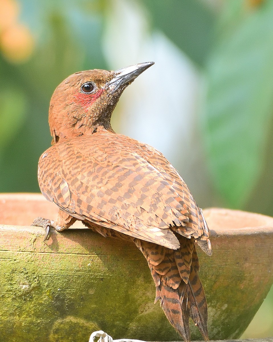 Rufous Woodpecker - ML616278919