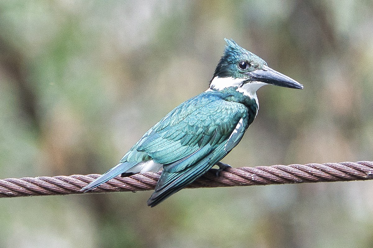 Martin-pêcheur d'Amazonie - ML616278920