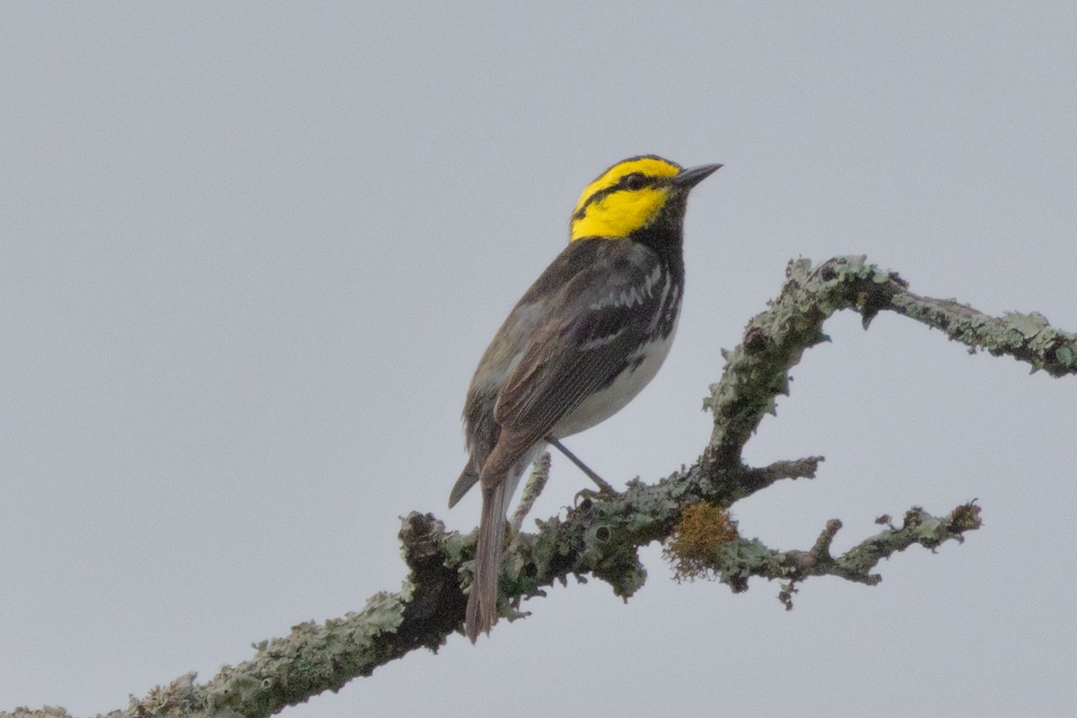 Golden-cheeked Warbler - ML616278926