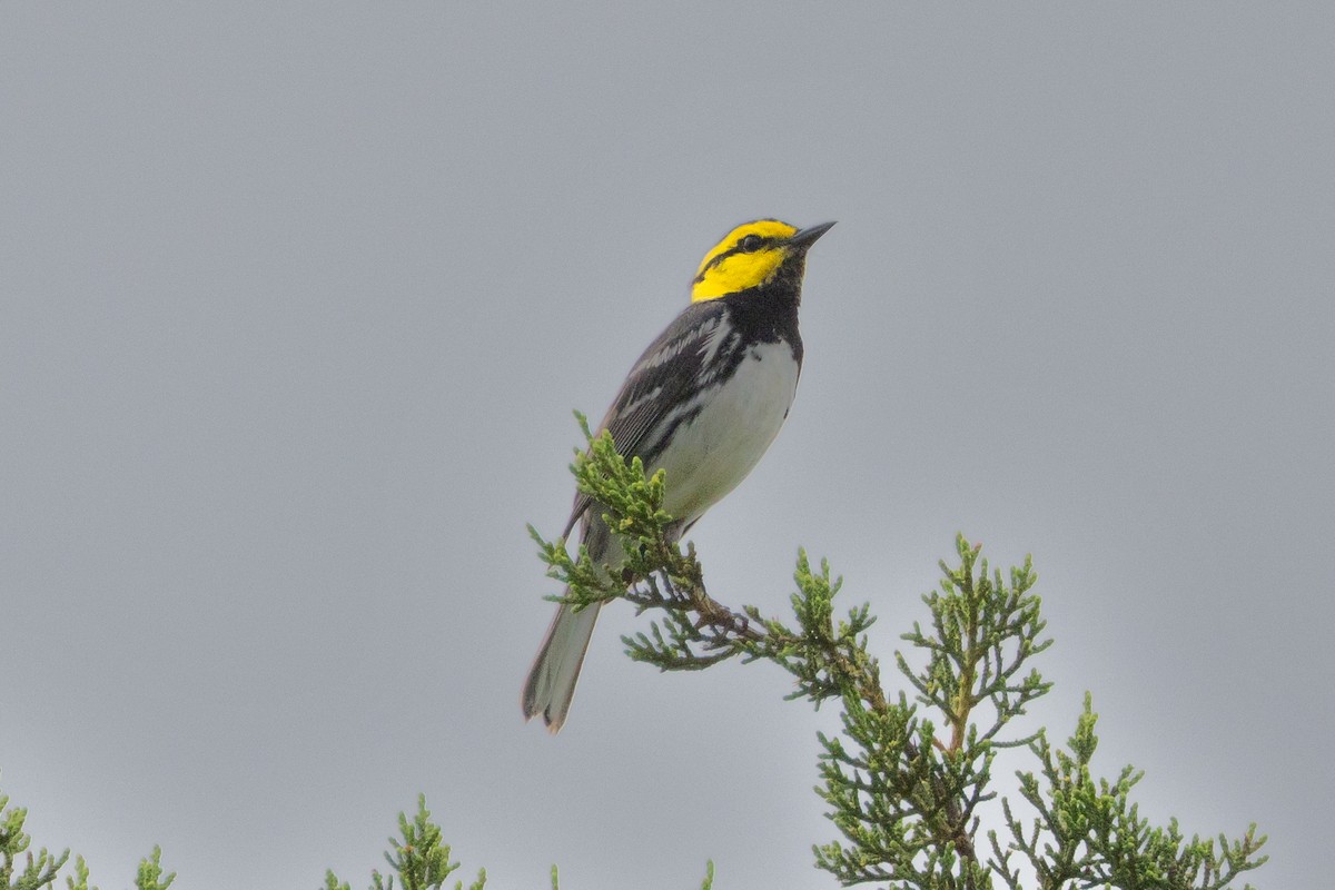 Golden-cheeked Warbler - ML616278928