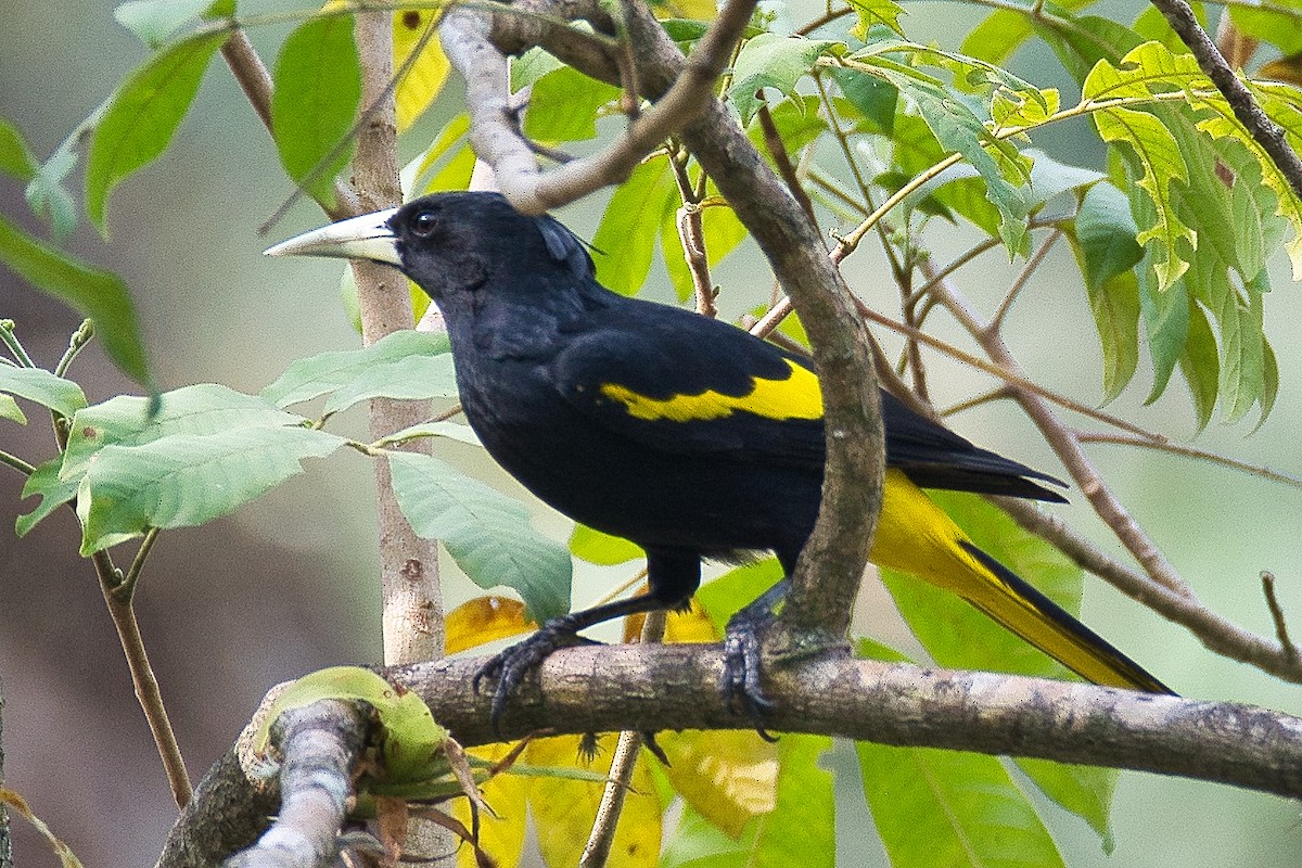 Yellow-winged Cacique - Esteban Ros