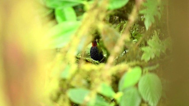 Tapaculo Ocelado - ML616278947