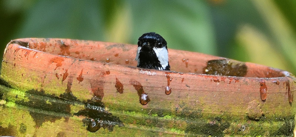 Cinereous Tit - ML616278959