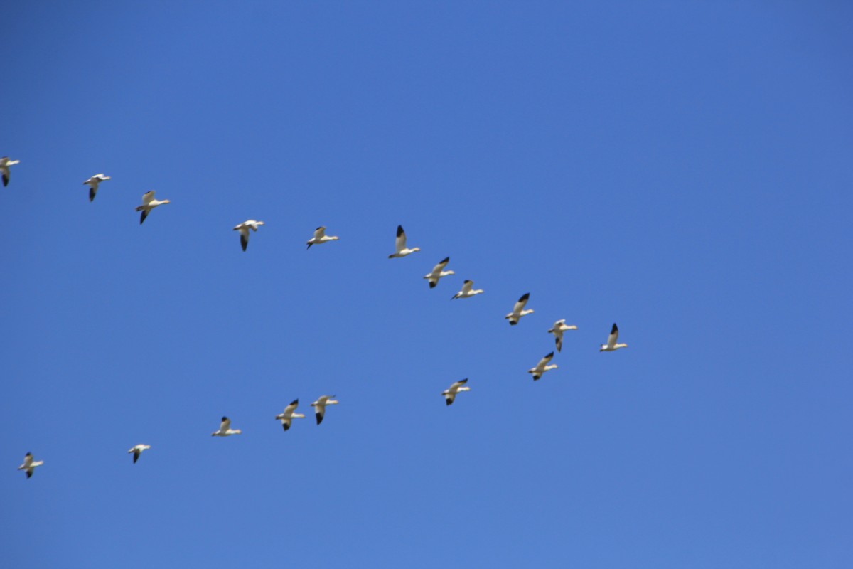 Snow Goose - ML616278973