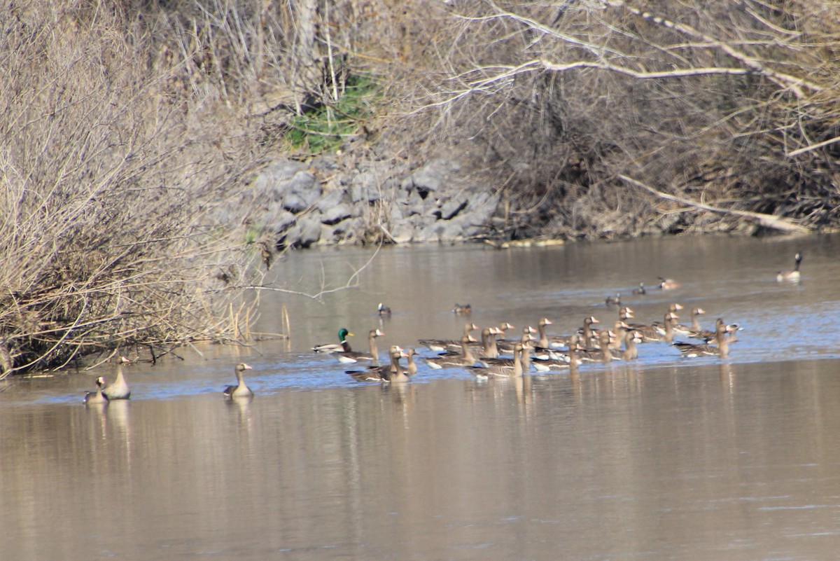 Greater White-fronted Goose - ML616278983