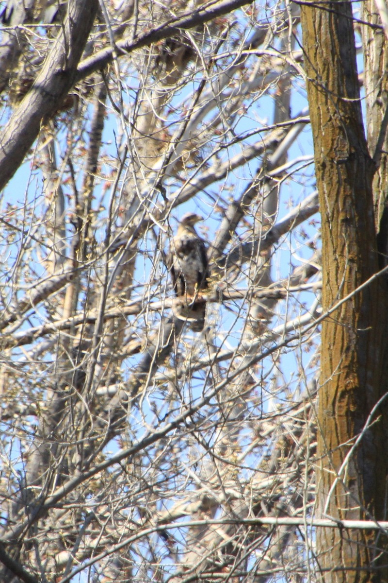 Bald Eagle - Pauline Irish