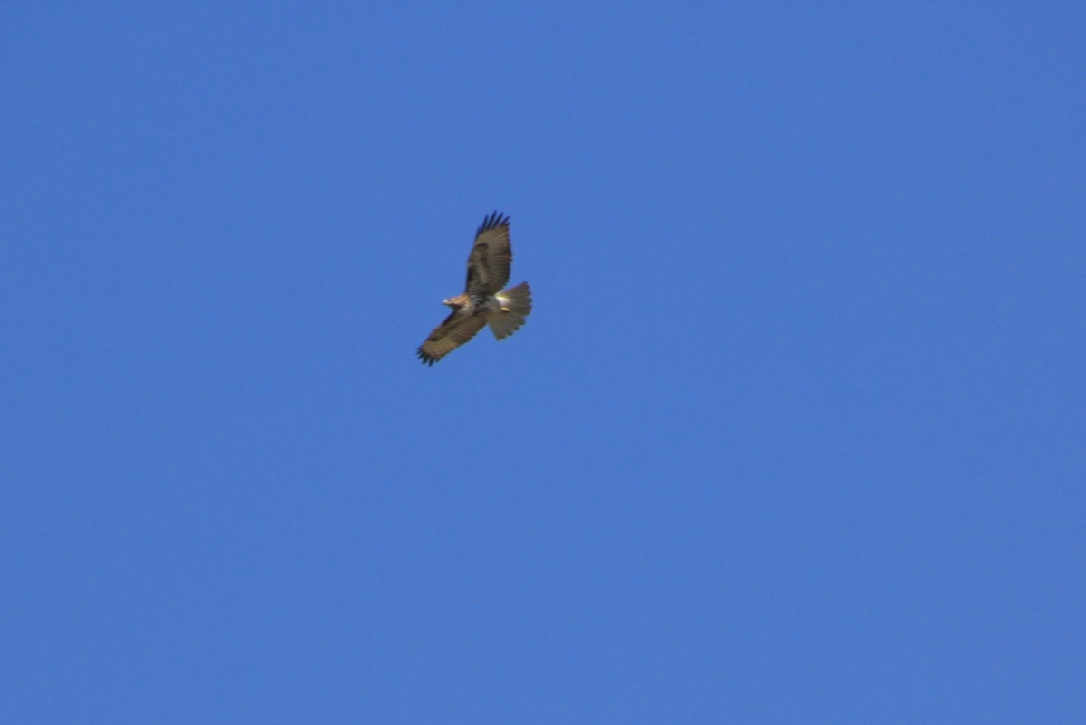 Red-tailed Hawk - ML616279007