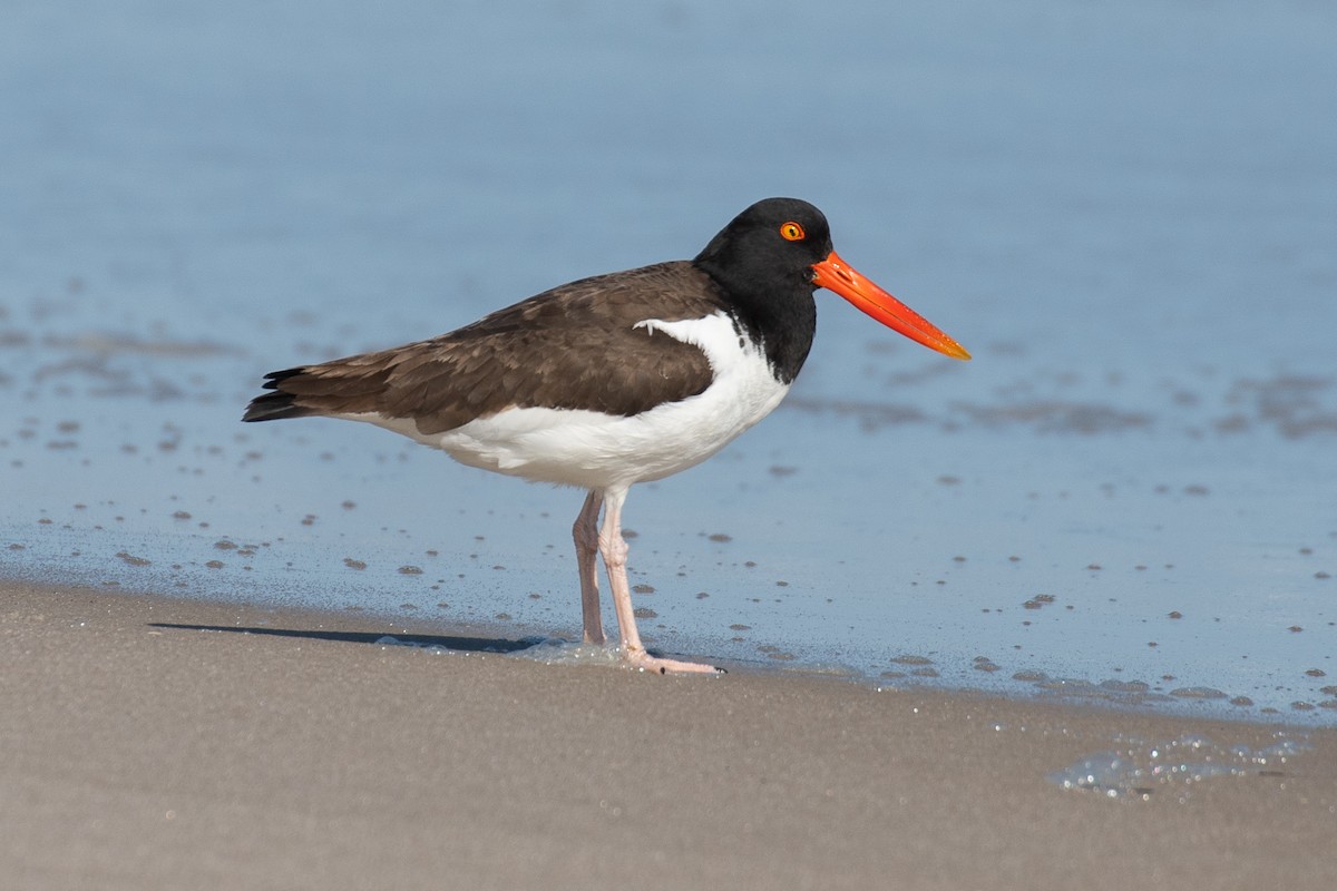 American Oystercatcher - ML616279034