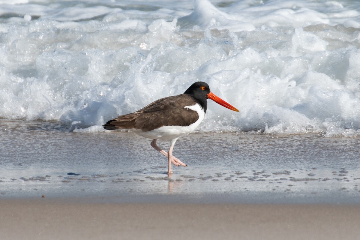 American Oystercatcher - ML616279035