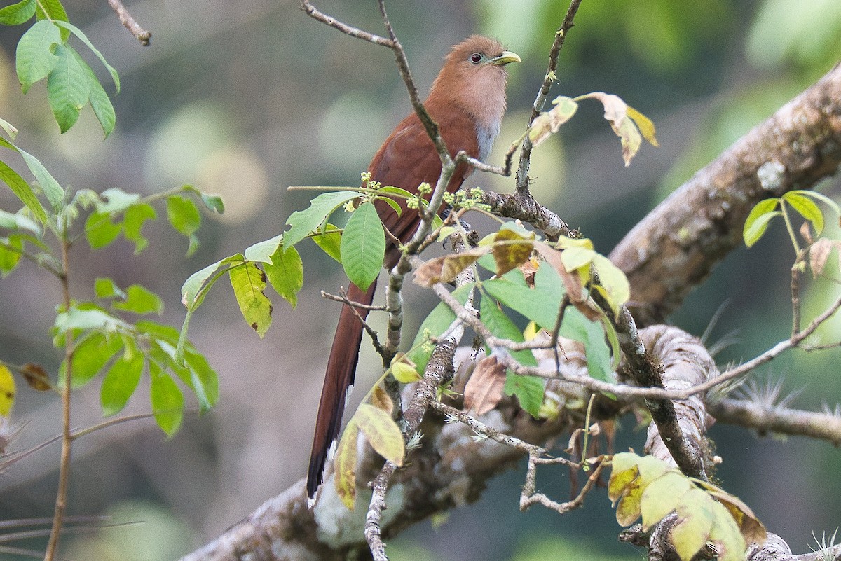 Squirrel Cuckoo - Esteban Ros