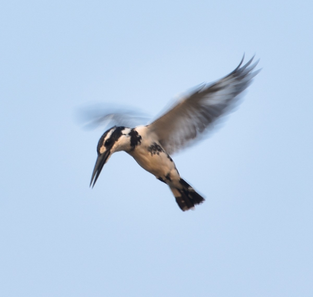 Pied Kingfisher - ML616279063