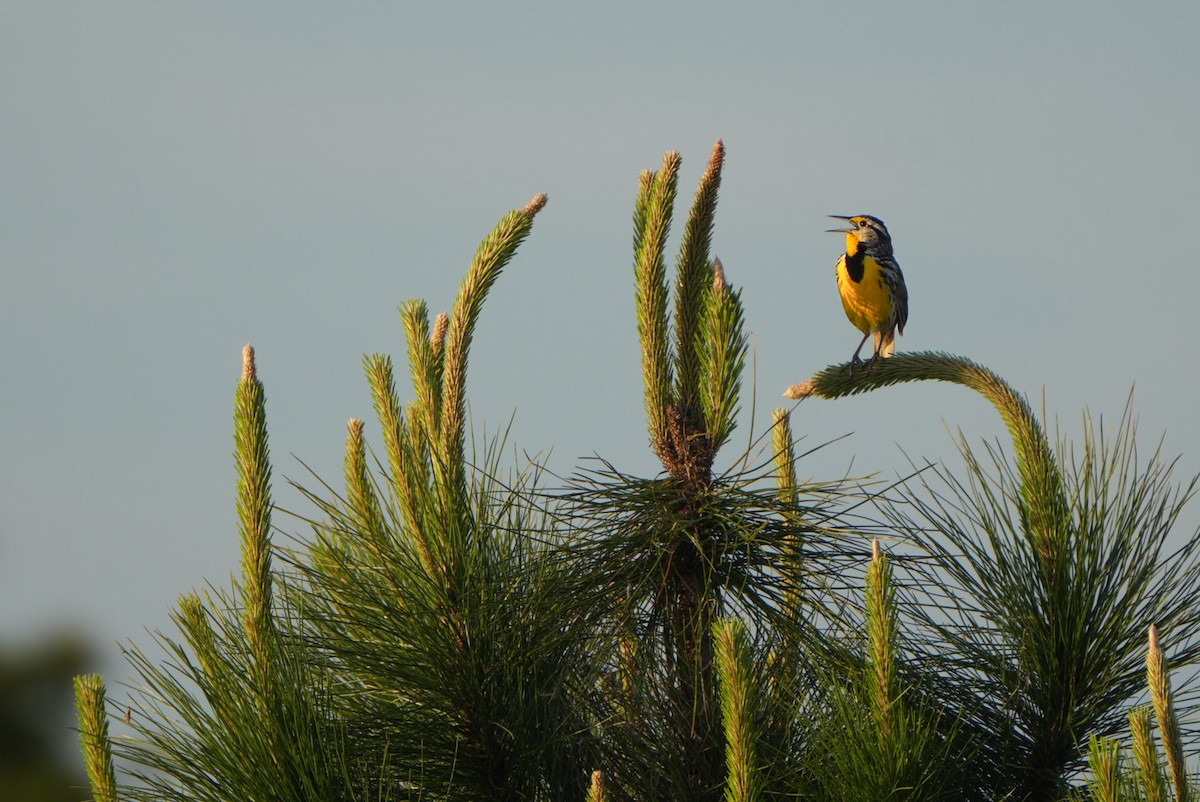 Eastern Meadowlark - ML616279068